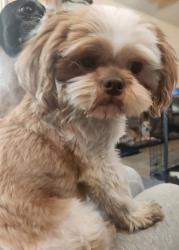 Found/Stray Male Dog last seen Main street , Barstow, CA 92311
