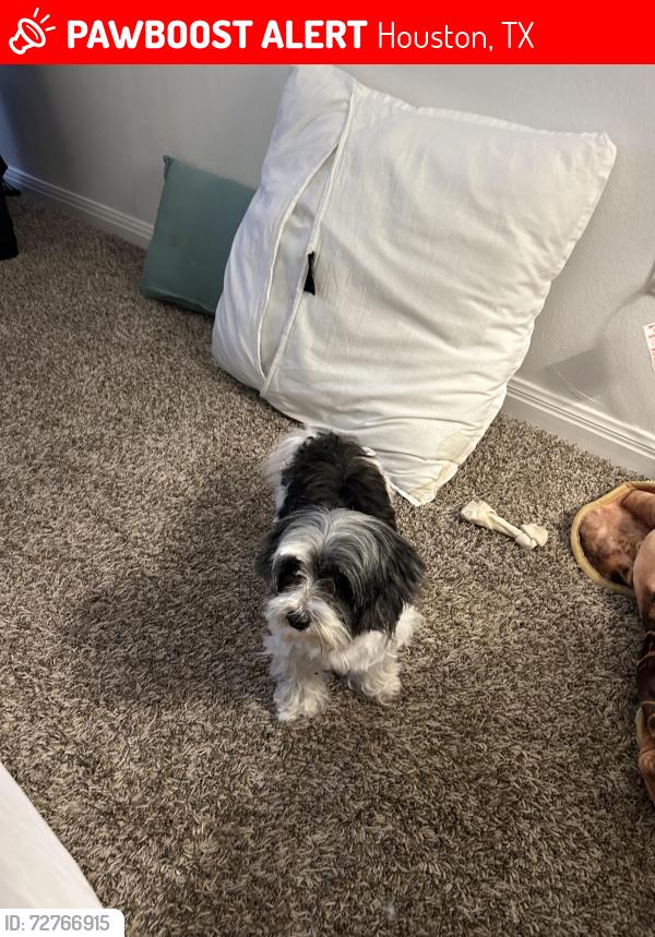 Lost Female Dog last seen Collingsworth , Houston, TX 77026
