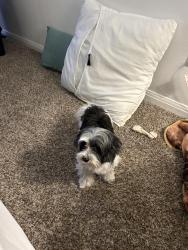 Lost Female Dog last seen Collingsworth , Houston, TX 77026