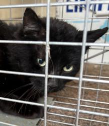 Found/Stray Unknown Cat last seen Behind Indian temple on Ramona Ave off portage.  rd, Portage, MI 49002