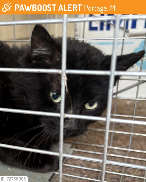 Found/Stray Unknown Cat last seen Behind Indian temple on Ramona Ave off portage.  rd, Portage, MI 49002