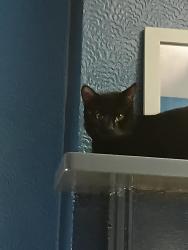 Lost Male Cat last seen Beach road south sea , Portsmouth, England PO5 2JH