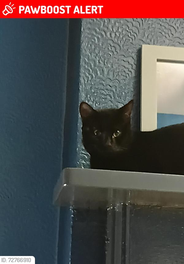 Lost Male Cat last seen Beach road south sea , Portsmouth, England PO5 2JH