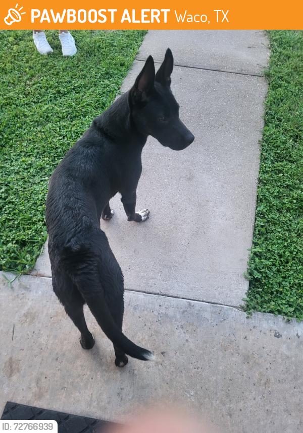 Found/Stray Male Dog last seen Anthony and Judy drive, Waco, TX 76705