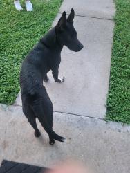 Found/Stray Male Dog last seen Anthony and Judy drive, Waco, TX 76705