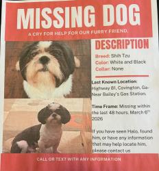 Lost Male Dog last seen Salem rd, hwy 81 and hwy 162, Covington, GA 30014