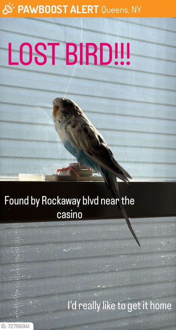 Found/Stray Female Bird last seen Rosita street, Queens, NY 11417