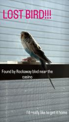 Found/Stray Female Bird last seen Rosita street, Queens, NY 11417