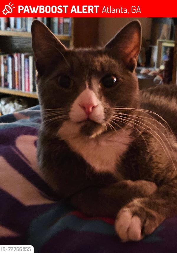Lost Male Cat last seen Briarcliff Rd & La Vista,  MAA Briarcliff apmts, Atlanta, GA 30329