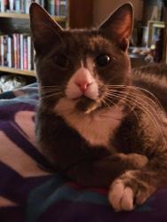 Lost Male Cat last seen Briarcliff Rd & La Vista,  MAA Briarcliff apmts, Atlanta, GA 30329