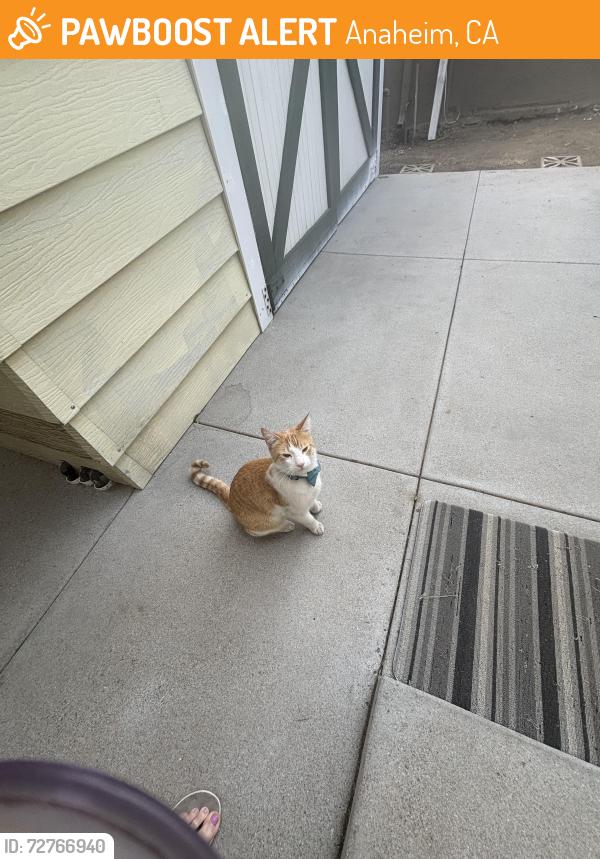Found/Stray Male Cat last seen Water/Helena Streets, Anaheim, CA 92805