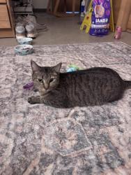 Found/Stray Female Cat last seen Avon and Rochester Rd, Rochester Hills, MI 48307