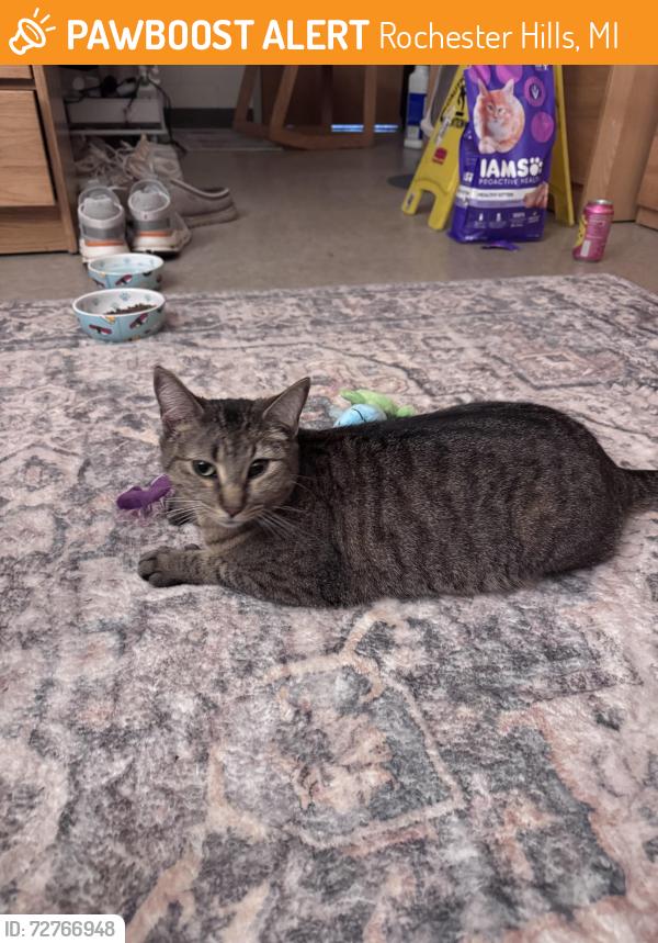 Found/Stray Female Cat last seen Avon and Rochester Rd, Rochester Hills, MI 48307