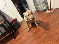 Lost Female Dog last seen Hegerman and knorr street, Philadelphia, PA 19135