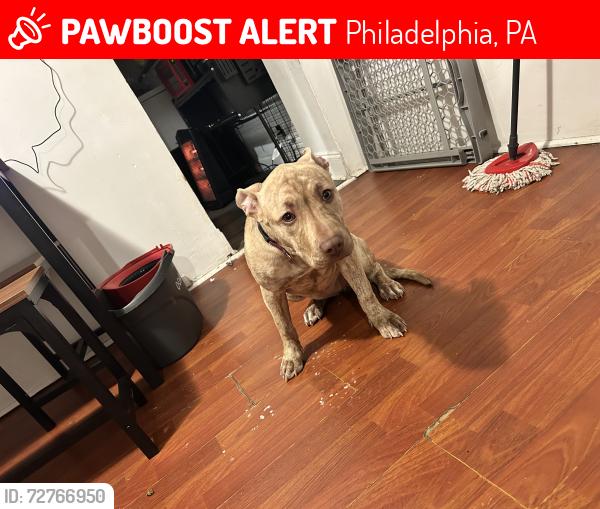Lost Female Dog last seen Hegerman and knorr street, Philadelphia, PA 19135