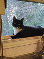 Lost Male Cat last seen Hollywood Cemetery Gastonia , Gastonia, NC 28054