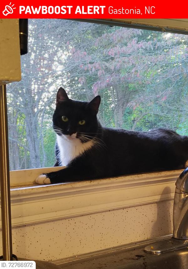 Lost Male Cat last seen Hollywood Cemetery Gastonia , Gastonia, NC 28054