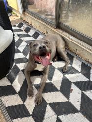 Found/Stray Female Dog last seen Azalea Ct, Woodstock, GA 30188