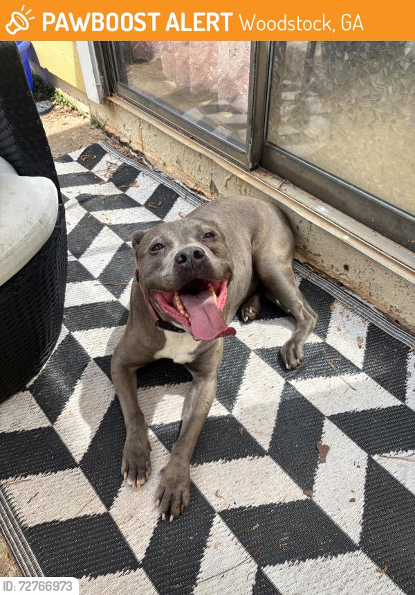 Found/Stray Female Dog last seen Azalea Ct, Woodstock, GA 30188