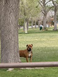 Found/Stray Male Dog last seen Alamosa park, Albuquerque, NM 87121