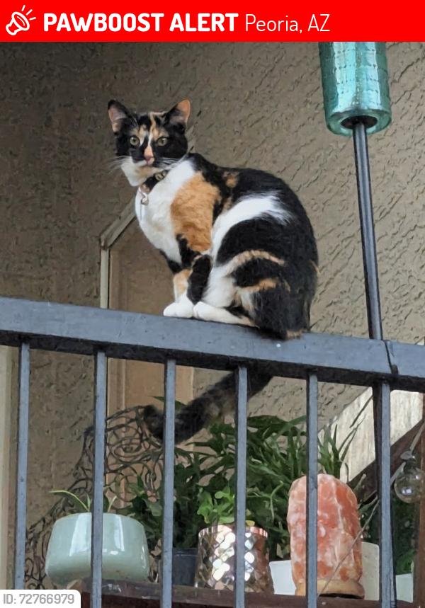 Lost Female Cat last seen 78th Ln and Hillcrest, Peoria, AZ 85383
