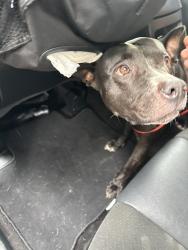 Found/Stray Unknown Dog last seen Artesia and Gridley, Cerritos, CA 90703