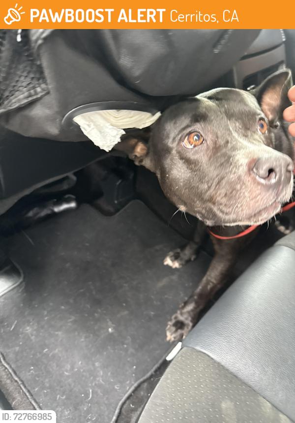 Found/Stray Unknown Dog last seen Artesia and Gridley, Cerritos, CA 90703