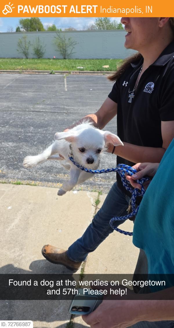 Found/Stray Male Dog last seen Wendies by 57th and georgetown, Indianapolis, IN 46254