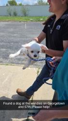 Found/Stray Male Dog last seen Wendies by 57th and georgetown, Indianapolis, IN 46254