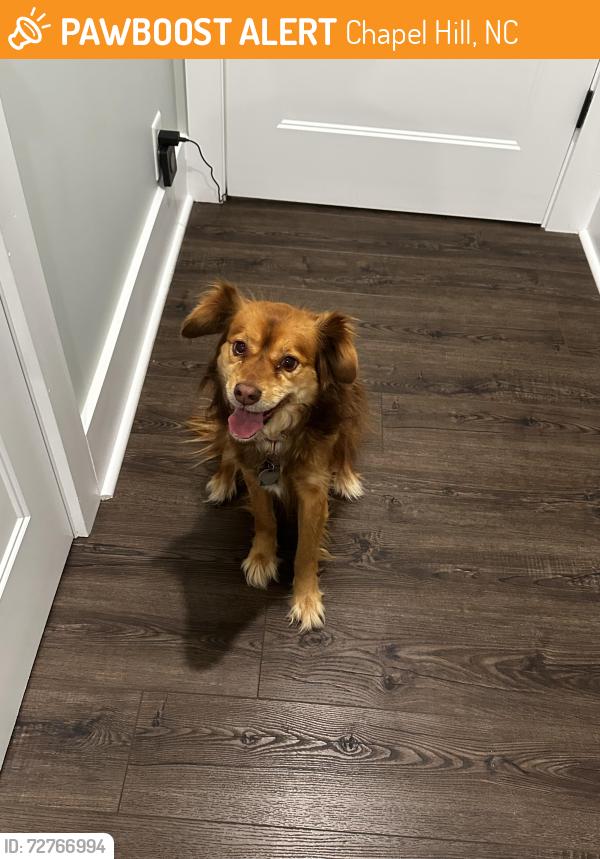 Found/Stray Female Dog last seen Orange grove road, Chapel Hill, NC 27516
