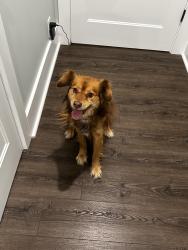 Found/Stray Female Dog last seen Orange grove road, Chapel Hill, NC 27516
