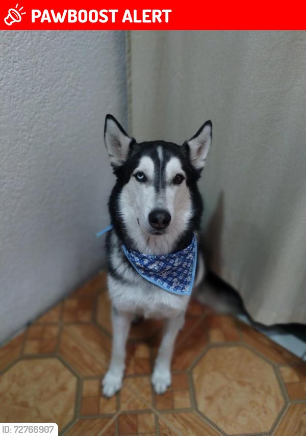 Lost Male Dog last seen Miselanea Paco , Ciudad López Mateos, Méx. 