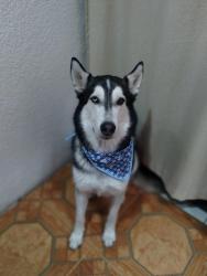 Lost Male Dog last seen Miselanea Paco , Ciudad López Mateos, Méx. 