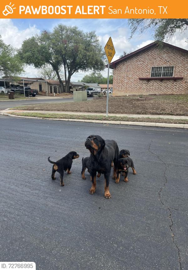 Found/Stray Female Dog last seen By Sunlight Dr, roaming down the streets and maybe Rimkus Park Area. , San Antonio, TX 78238