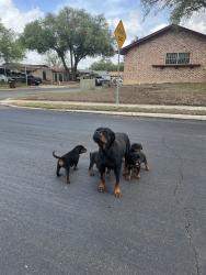 Found/Stray Female Dog last seen By Sunlight Dr, roaming down the streets and maybe Rimkus Park Area. , San Antonio, TX 78238