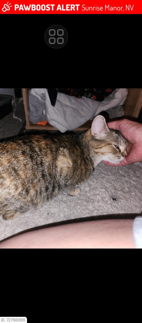 Lost Female Cat last seen Nellis and bonanza (arbys), Sunrise Manor, NV 89110