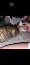 Lost Female Cat last seen Nellis and bonanza (arbys), Sunrise Manor, NV 89110