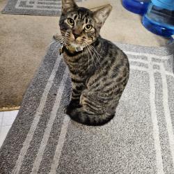 Lost Male Cat last seen Jasmine , Hemet, CA 92545