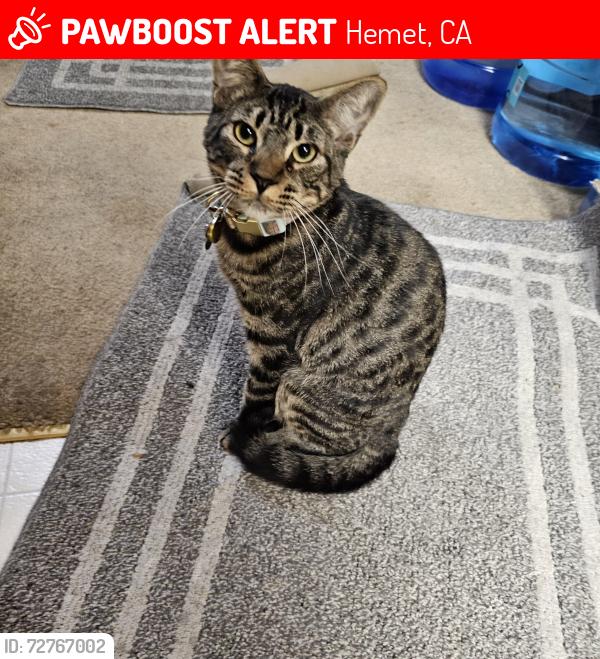 Lost Male Cat last seen Jasmine , Hemet, CA 92545