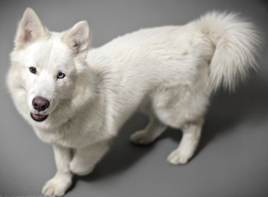 Shelter Stray Male Dog last seen , Los Angeles, CA 90031