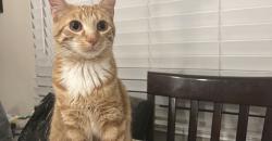 Lost Female Cat last seen Coppermine & Angel Hill Rd, San Tan Valley, AZ 85143