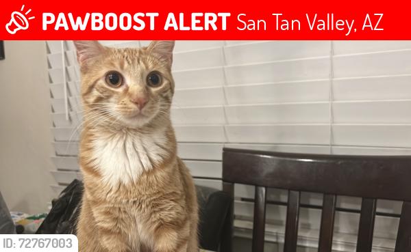 Lost Female Cat last seen Coppermine & Angel Hill Rd, San Tan Valley, AZ 85143