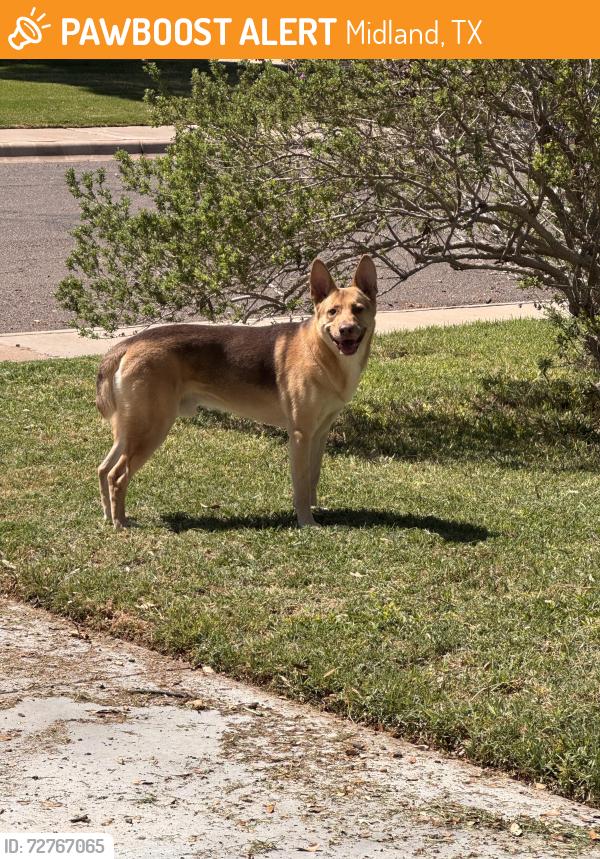 Found/Stray Male Dog last seen D and Douglas, Midland, TX 79701