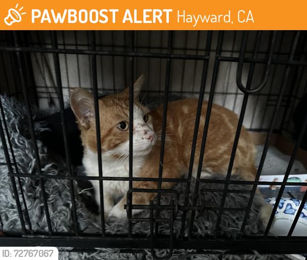 Found/Stray Unknown Cat last seen Oakes Drive , Hayward, CA 94542