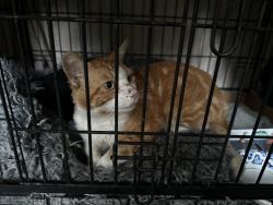 Found/Stray Unknown Cat last seen Oakes Drive , Hayward, CA 94542