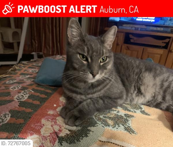 Lost Male Cat last seen Sacramento Street, Auburn, CA 95603