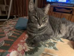 Lost Male Cat last seen Sacramento Street, Auburn, CA 95603
