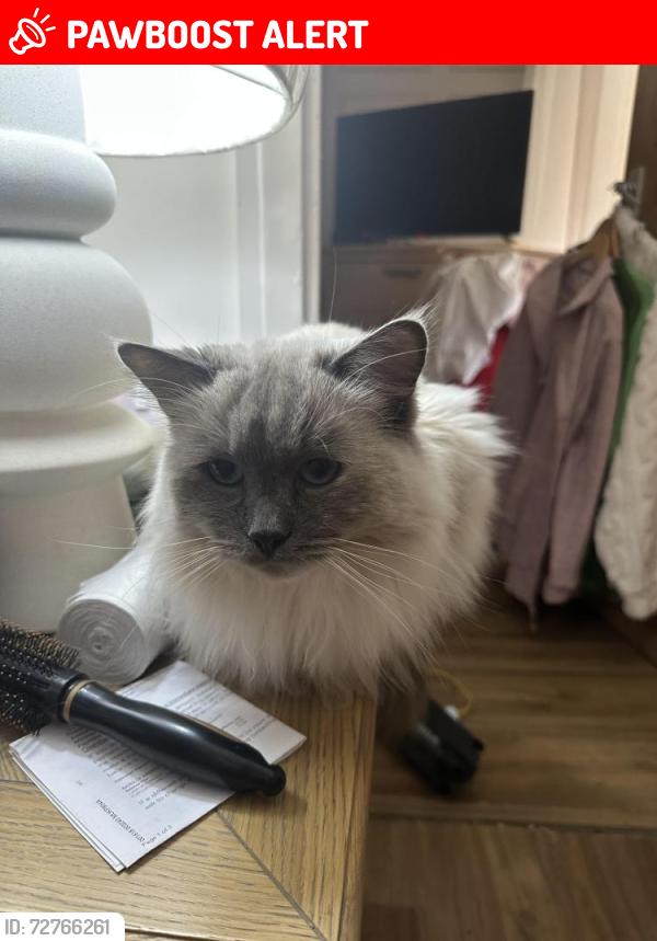 Lost Female Cat last seen Larch Grove, Cumbernauld, Glasgow, UK, Cumbernauld, Scotland G67 3EQ