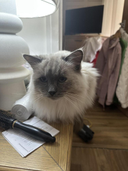 Lost Female Cat last seen Larch Grove, Cumbernauld, Glasgow, UK, Cumbernauld, Scotland G67 3EQ