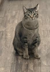 Lost Female Cat last seen Bancroft drive , Spring Valley, CA 91977